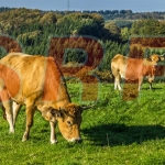 Vorschau Kühe Sauerland 1