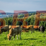 Vorschau Kühe Sauerland 2